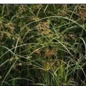 Cyperus Longus - Umbrella Grass (Bare Root)