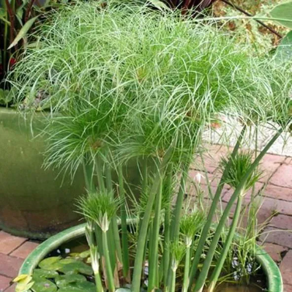 Cyperus Percamenthus - Dwarf Papyrus (Bare Root)