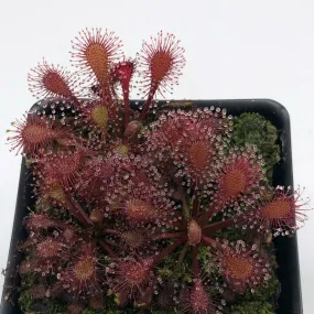 Drosera Lantau Island x anglica