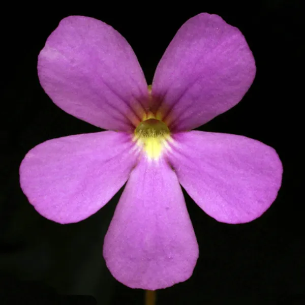 Pirouette Butterwort