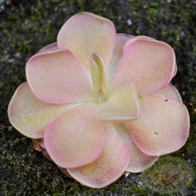 Pirouette Butterwort