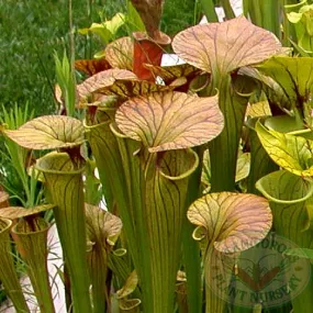 Sarracenia flava cuprea