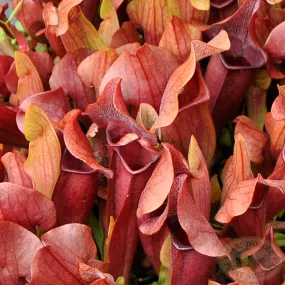 Sarracenia x Maroon