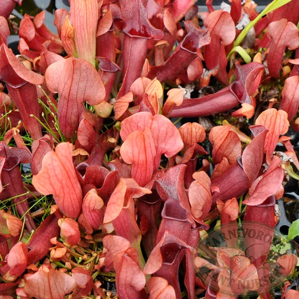 Sarracenia x Maroon